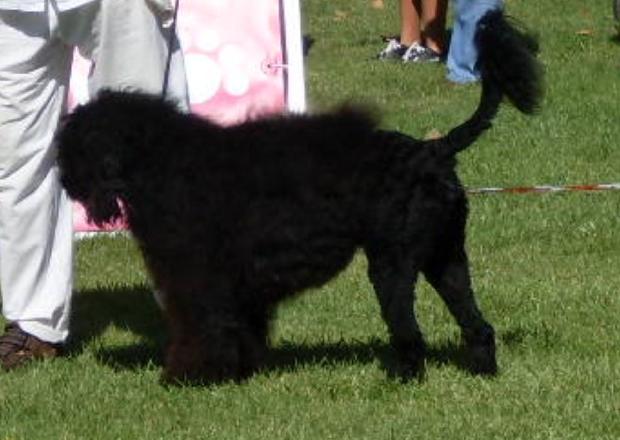 Cão de Água Português