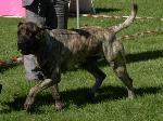Cães