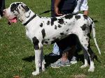 Cães