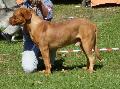 Dogue de Bordéus