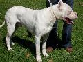 Dogue Argentino