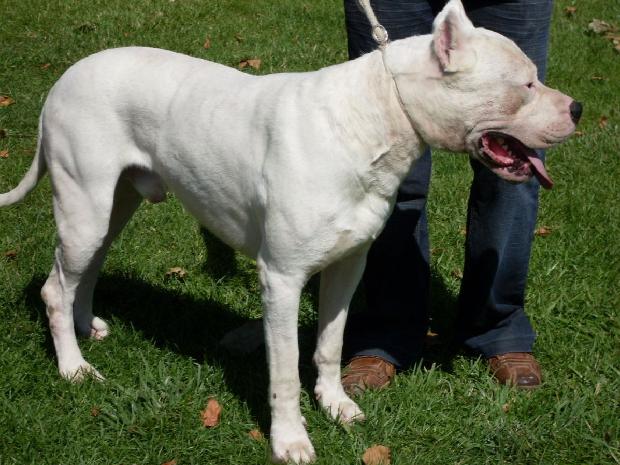 Dogue Argentino