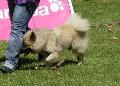 Eurasier