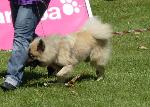 Cães