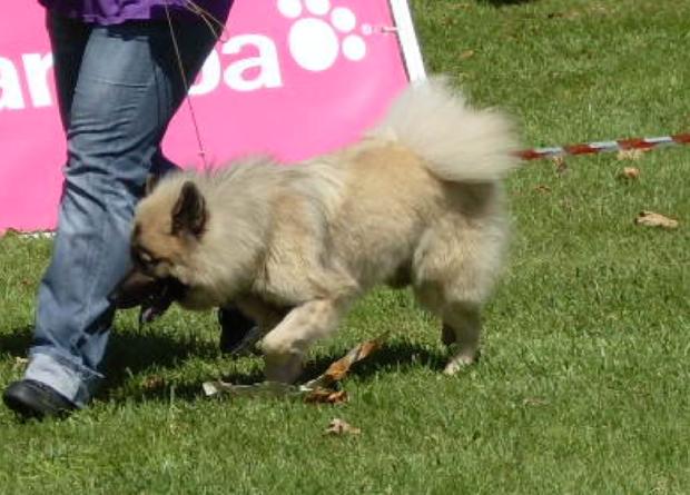 Eurasier