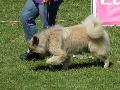 Eurasier