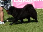 Eurasier