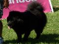Eurasier