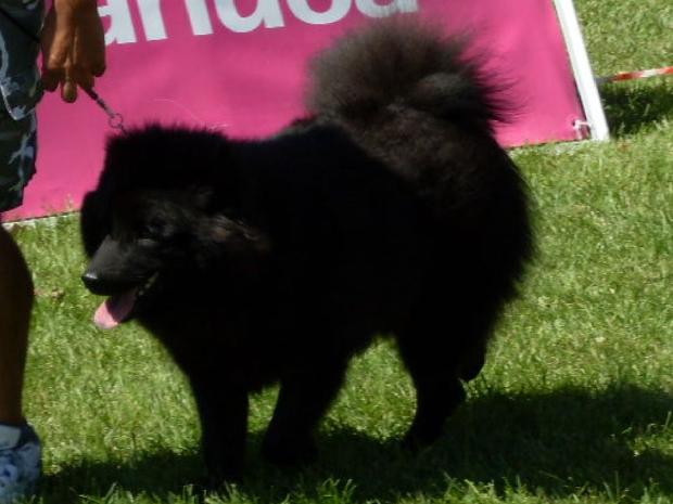 Eurasier