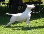 Bull Terrier