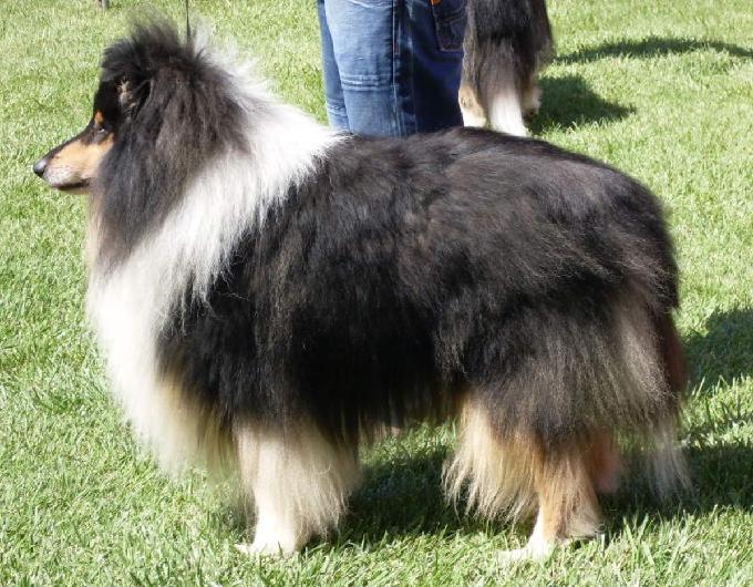 Rough Collie