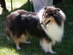 Cães