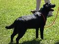 Retriever do Labrador