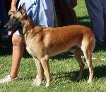 Cães