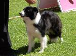 Cães
