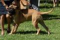Bullmastiff