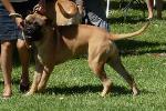 Cães