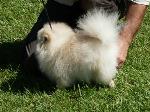 Cães