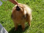 Cães