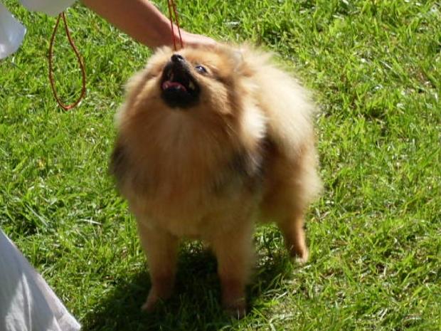 Lulu da Pomerânia