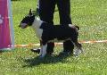 Bull Terrier
