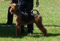 Airedale Terrier
