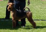 Cães