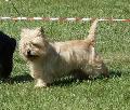 Cairn Terrier
