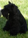 Scottish Terrier