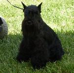 Cães