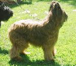 Cães