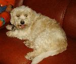 Cães