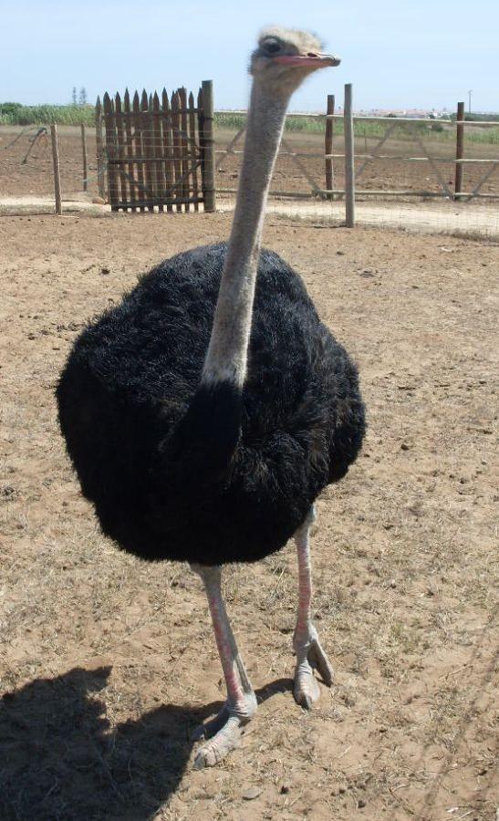 Avestruz