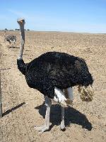 Aves