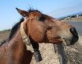 Cavalo