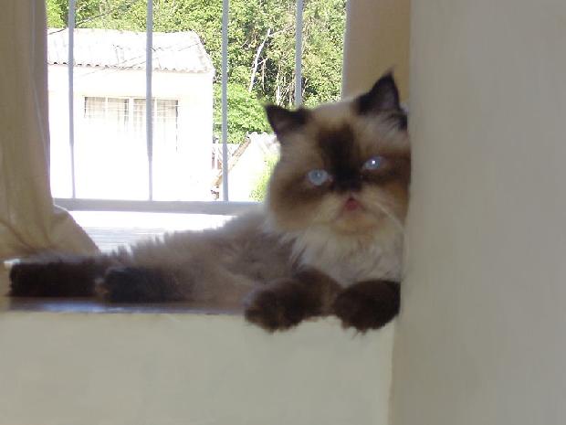 Gato Himalaio