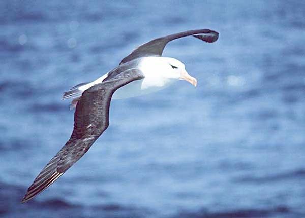 Albatroz-de-sobrancelha