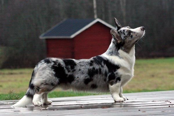 Welsh Corgi Cardigan