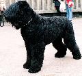 Terrier Preto Russo