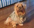 Terrier Australiano