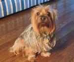 Australian Terrier