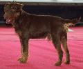 Terrier Alemão de Caça