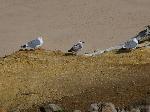 Aves