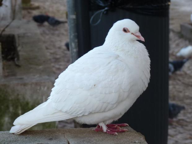 Pombo