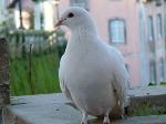 Aves