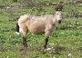 Cavalo