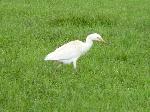 Aves