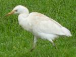 Aves