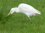 Aves
