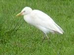 Aves